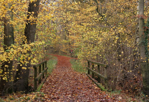 Hasbruch in de herfst