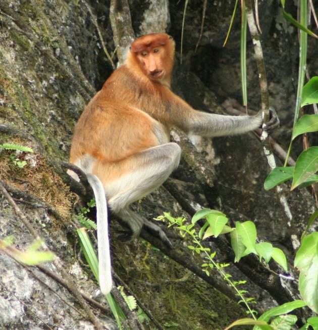 Orang Belanda