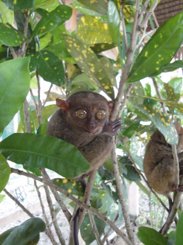 Tarsier Monkey