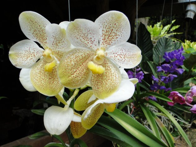 orchidee