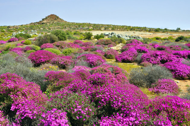 bloemen in Namaqualand