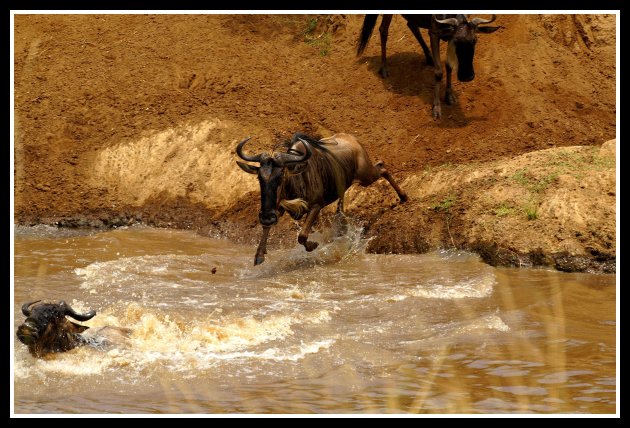 Great migration