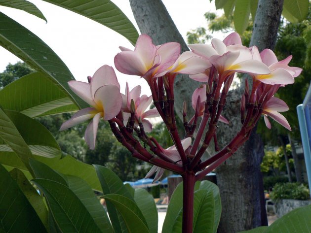 Cambodja bloem ,overal te bewonderen in Thailand.