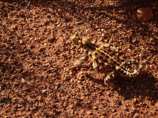 Thorny Devil