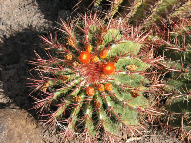 oranjebruin