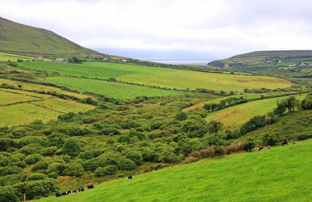 Irish green