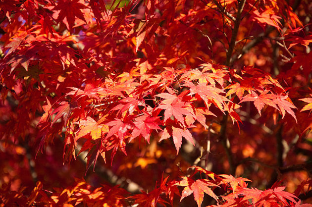 Japanese maple