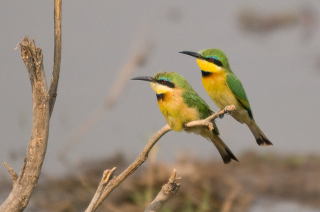 Little Bee-eaters in de boom