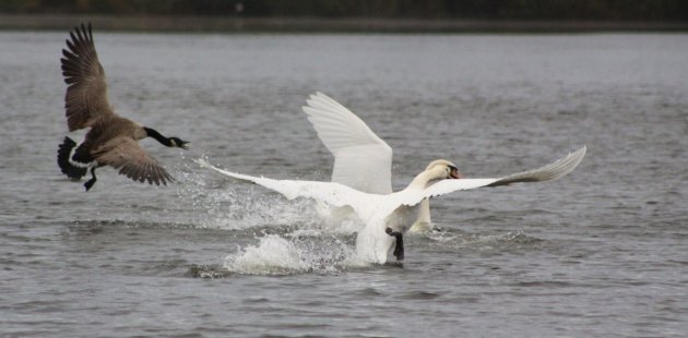 WATERGEVECHT