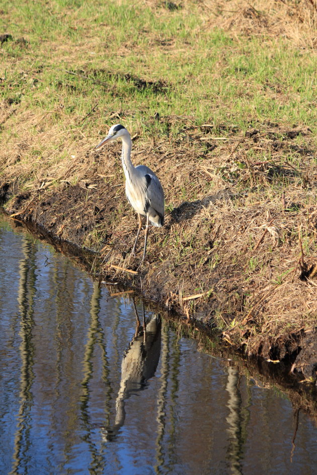 Reiger vist in wandelpark in Haarlem