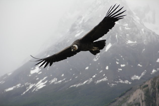 Condor in volle vlucht in Torres del Paine, Chili.
