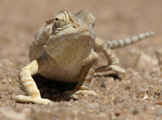 Kameleon in de Namib woestijn