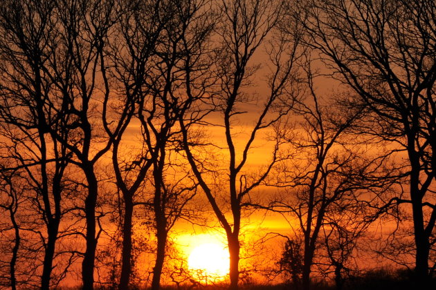 Zie de zon schijnt door de bomen...