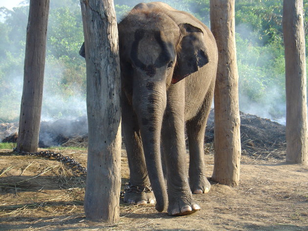 Olifantenfokcentrum in Chitwan