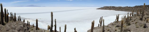 Isla del Pescado: een eiland in het midden van de zoutvlakte bij Uyuni (Bolivia)