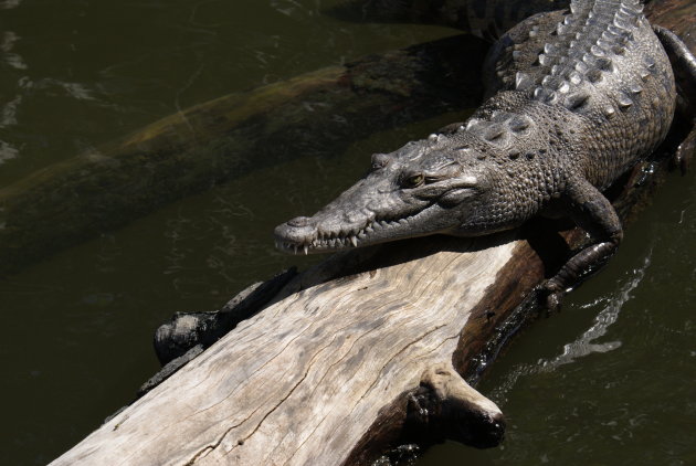 Krokodil in Black River, Jamaica