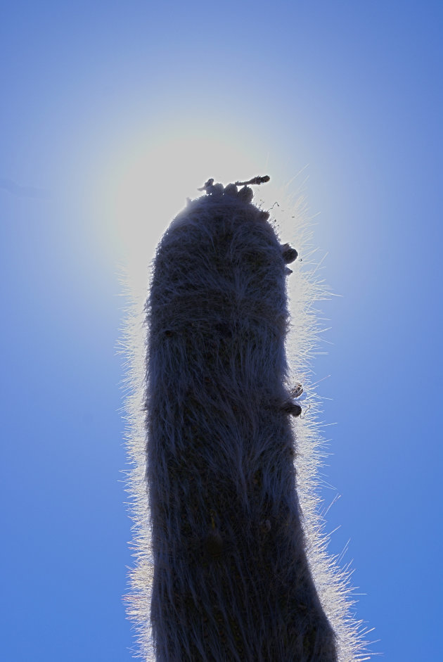 Cactus op rotseiland op de Salar de Uyuni