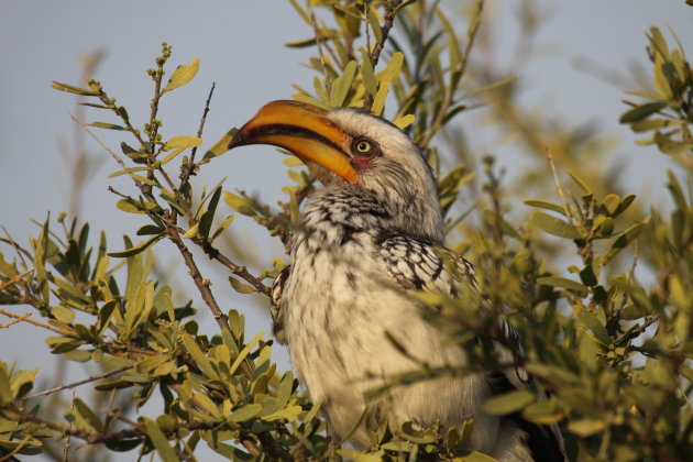 yellowbilled hornbill