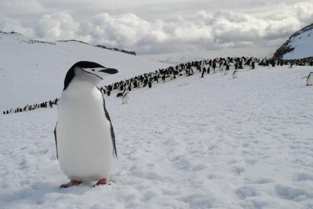Kinband pinguin poseert voor kolonie