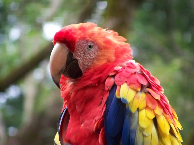 Mooie tropische vogels