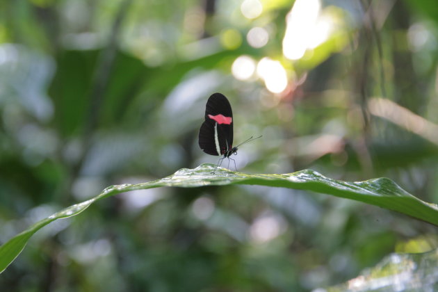 Vlinder op blad