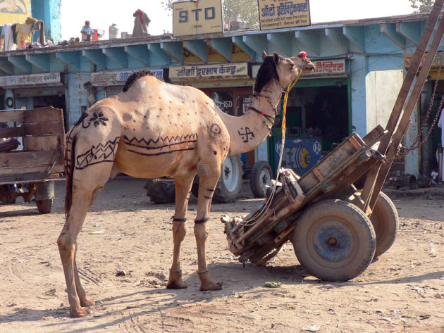 versierde kameel wacht op zijn taak