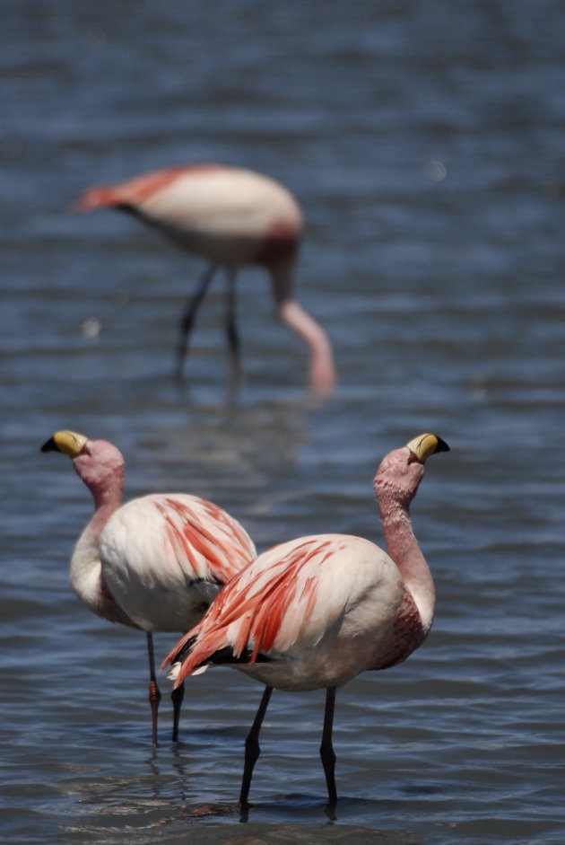 Drietal flamingo's in een van de lagunes in Bolivia