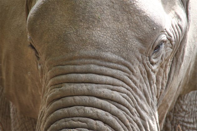 Close-up olifant