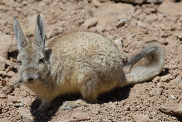 What's up doc? Boliviaanse Roger Rabbit, genaamd 'Viscacha'