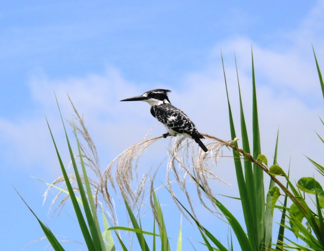 ijsvogel