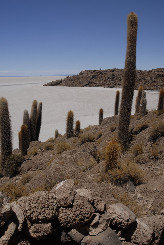 Cactuseiland op zoutvlaktje - Uyuni, Bolivia