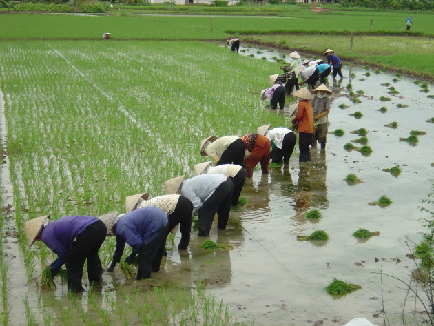 hard werkende vrouwen in de rijstvelden van Zuid Vietnam