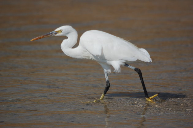 Nijlreiger - closeup