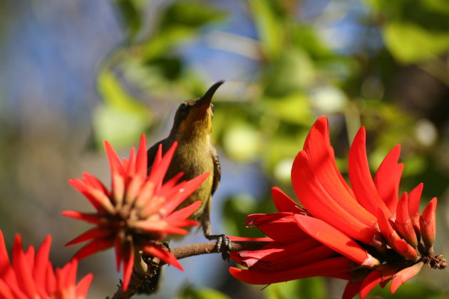 warme rode bloem met Vogel
