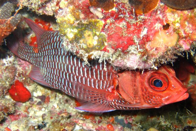 hiding soldierfish