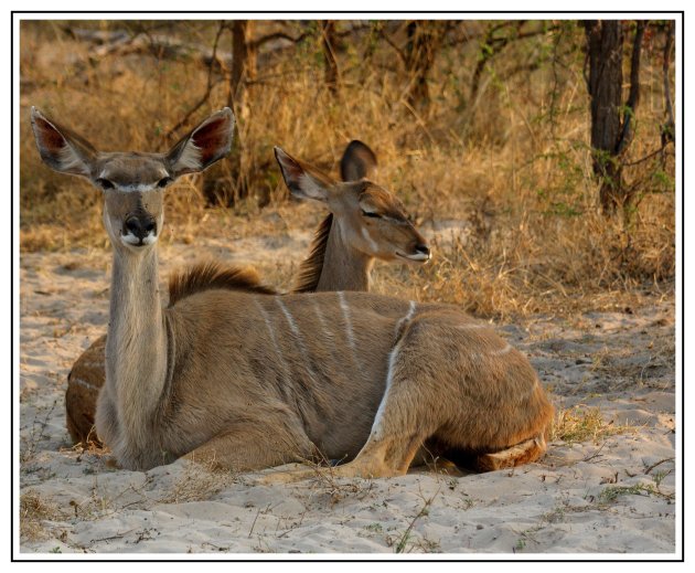 Kudu vrouwtje met kalfje