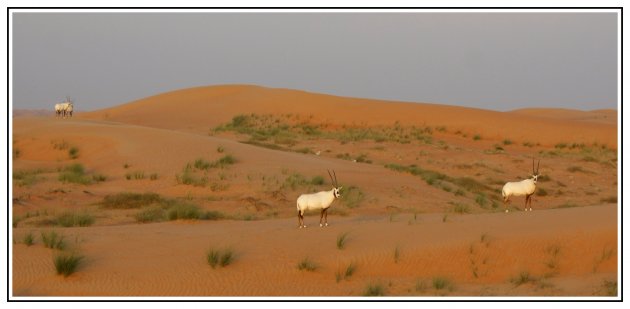 Oryxen in de woestijn