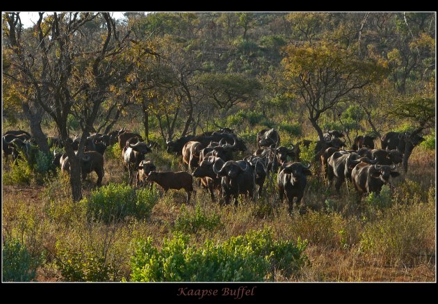 Kudde Kaapse Buffels 