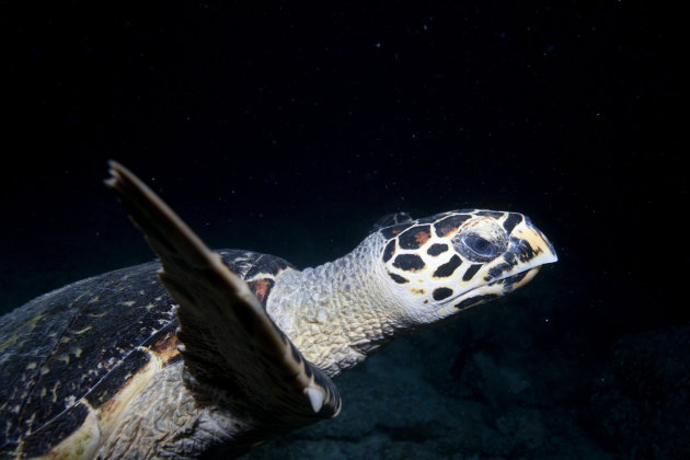 Schildpad in de nacht