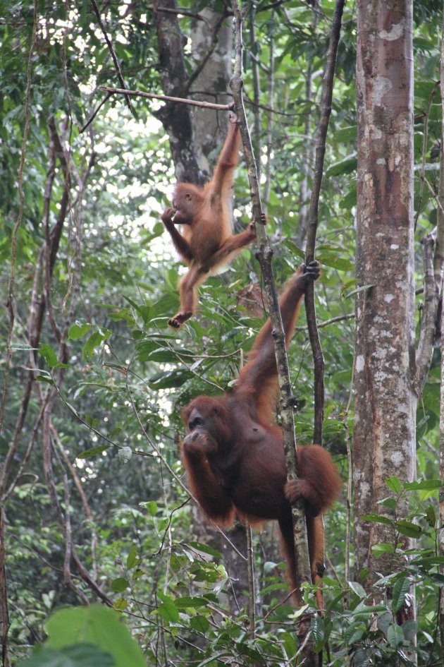 Semenggoh Orang Utang Rehab