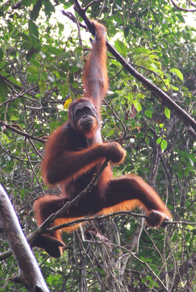 Semenggoh Orang Utang Rehab