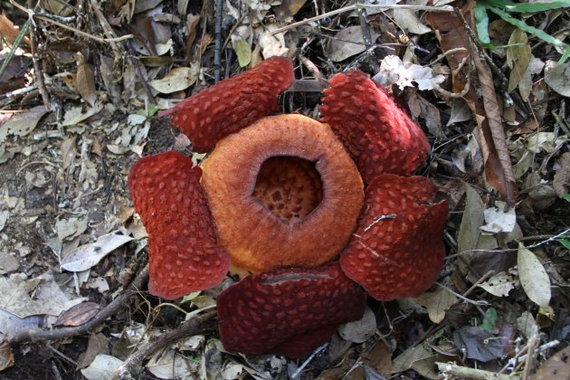 Raflesia - grootste bloem ter wereld ...... neeee het is een paddestoel