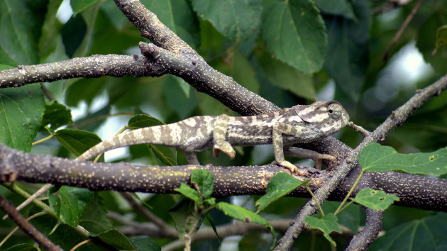 Moreau's Tropical House Gecko