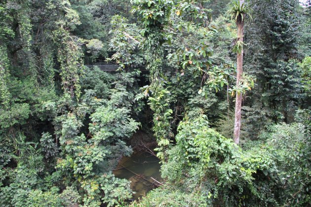 Mulu NP - Canopy walk