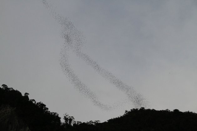 Mulu NP - Vleermuis exodus