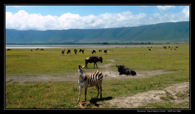 Zorgen over achteruitgang zebra's en gnoes