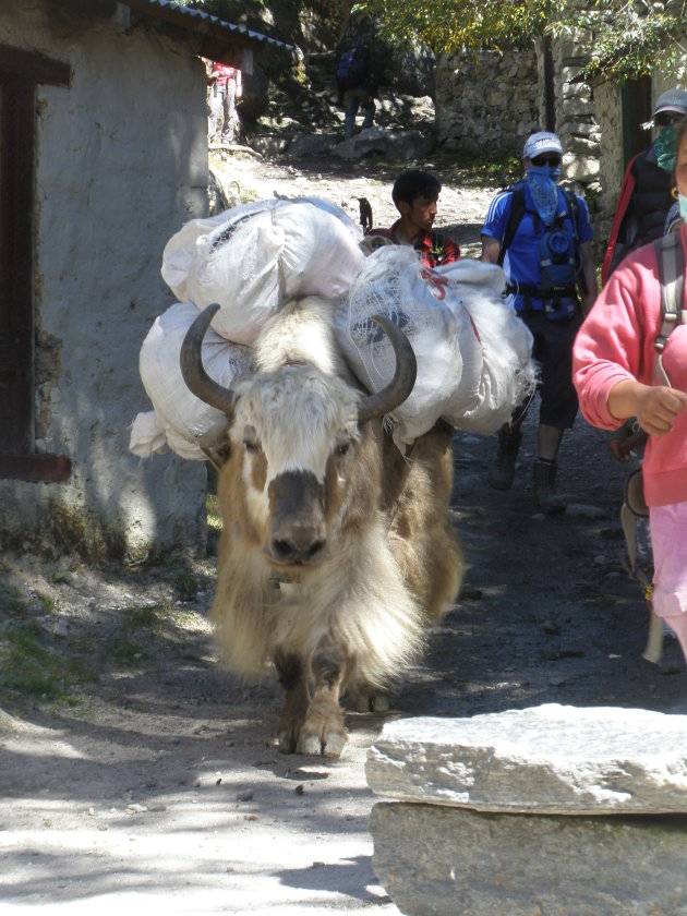 Yak