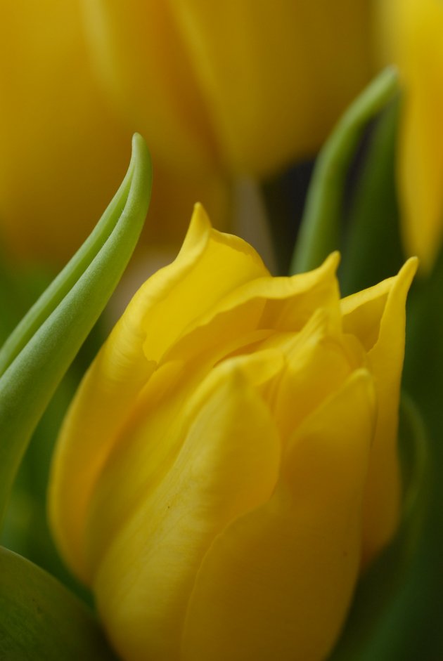 Close up van een tulp