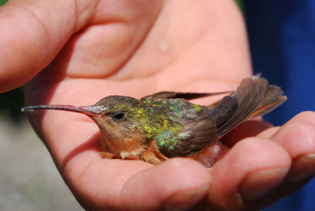  Beter een vogel in de hand dan tien in de lucht