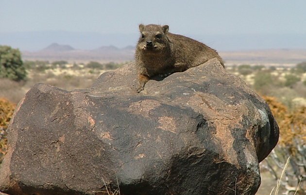 Rock Dassie